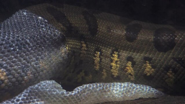 Green anaconda in the water (Eunectes murinus). The anaconda undresses from the skin underwater.