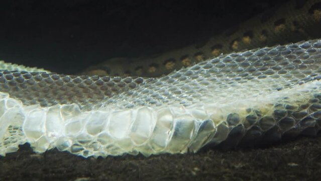 Green anaconda in the water (Eunectes murinus). The anaconda undresses from the skin underwater.
