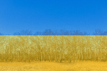 National flag of Ukraine in wheat field with birch trees against blue sky, Ukraine flag double exposure