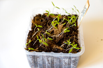 New sprouts growing out of the soil