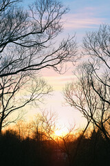 Fototapeta na wymiar Beautiful sunset in forest, natural background. Silhouettes of trees without leaves and gentle sunlight in sky. Peaceful, harmony Late autumn or early spring landscape.