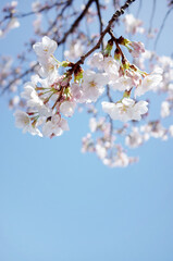 Obraz premium 青空と桜の花