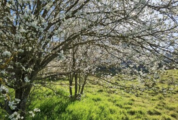 Fototapeta na wymiar flowers of damson tree in spring with blue sky background