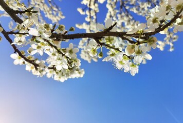flowers of damson tree in spring with blue sky background