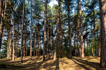 Pine woodland in Formby, Merseyside