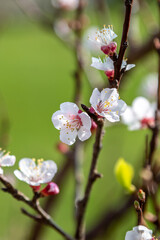 Blossom in springtime, with a shallow depth of field