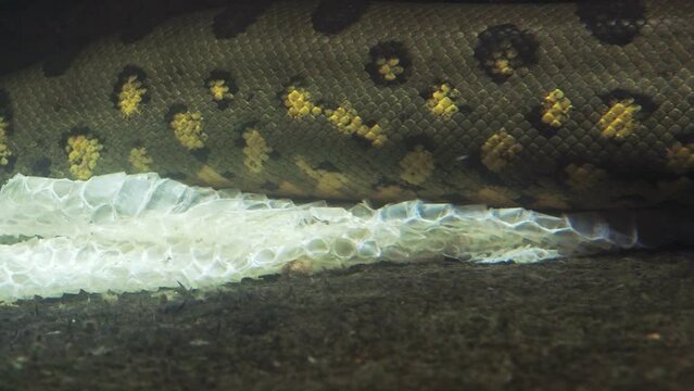 Green anaconda in the water (Eunectes murinus). The anaconda undresses from the skin underwater.