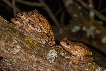 Uncommon behaviour of amplexing Peron's Tree Frogs