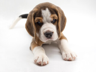 beagle puppy