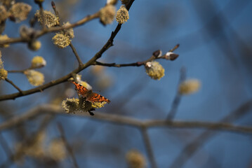 BUTTERFLY - A beautiful colorful insect on a branch