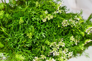 Fresh Green cilantro (coriander) leaves and flowers.