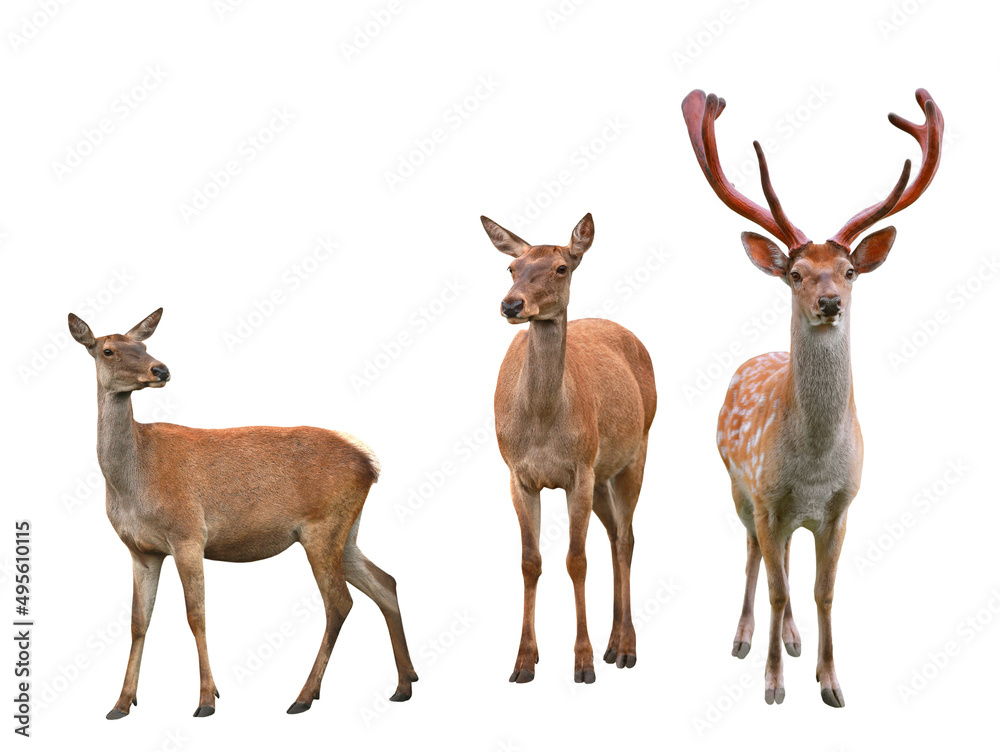 Poster deer isolated on white background