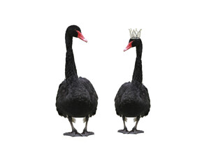 two black swans one of them in a crown isolated