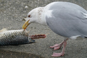 herring gull in the seashore