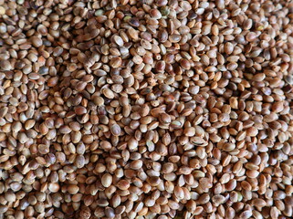 Whole unshelled food hemp seeds close-up. The concept of healthy food, vegetarianism, veganism.