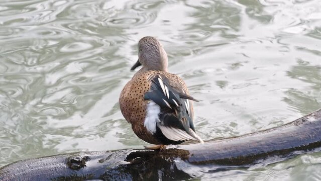 Red shoveler duck cleaning his feathers. Anas platalea.