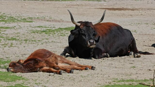 Baby Aurochs, Heck cattle, Bos primigenius taurus, claimed to resemble the extinct aurochs. Domestic highland cattle