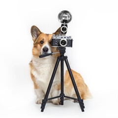 square portrait of cute photographer dog corgi standing on a white background in the studio next to a retro camera on a tripod