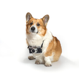 square portrait of a cute photographer dog corgi sitting on a white background in a studio with a...