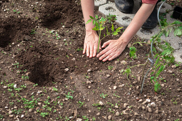 Caucasian woman working in the home garden, planting seedlings into freshly cultivated land