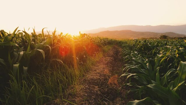 Camera point of view farmer walking through the cornfield in the evening and light sunset, green maize corn crop in agriculture, animal feed agricultural industry, biofuel