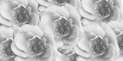 Fine art image of black& white Floral background.
Wallpaper, minimalist flowers for wall...