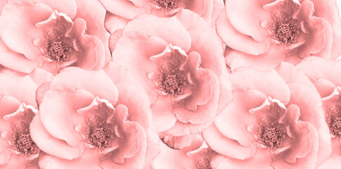 Fine art image of pink rose petals background. Floral background. Wallpaper, minimalist flowers for wall decoration. Wedding decoration. banner, print, cover, decoration. Canvas. modern art.