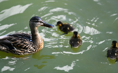 Wild duck and ducklings standing on a lake during a beautiful summer day. Birds photography.