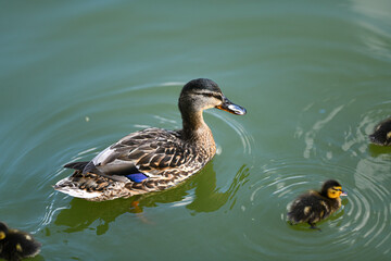 Wild duck and ducklings standing on a lake during a beautiful summer day. Birds photography.