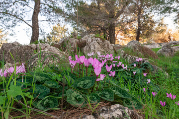 Fototapeta na wymiar Blooming pink cyclamen in the evening sun in the forest on Mount Precipice in Nazareth, northern Israel