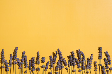 Dry lavender row on yellow background