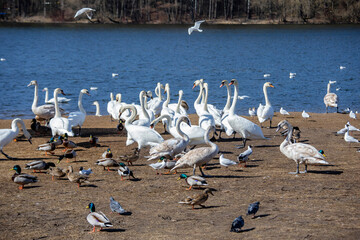 flock of seagulls and swans