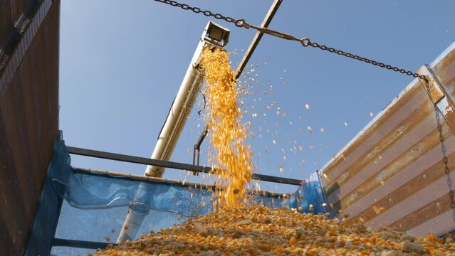 yellow dry corn seed falling from combine harvester machinery unload into truck with sunlight, animal feed agricultural industry, agricultural technology, biofuel, slow motion