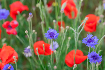 Wildly blooming poppies and cornflowers enjoy a sunny summer day in Tuscany, Italy (Selective Focus)