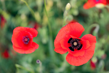 Two buds of red poppy flowers on a green Tuscan meadow (Selective Focus)