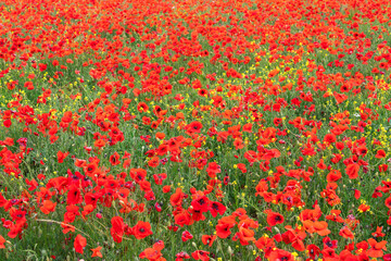 Obraz premium Red and yellow fireworks of poppies and yellow wild meadow flowers in Tuscany