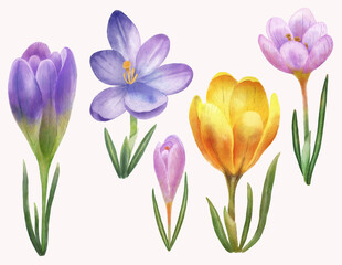 Set of crocus flowers isolated on white background.