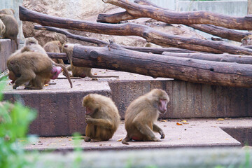 małpa zwierzę dzika natura zoo madryt
