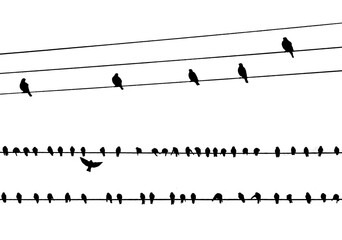 A set of silhouettes of birds sitting on wires. Collection of birds. Overlay effect