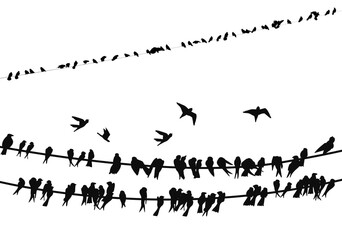A set of silhouettes of birds sitting on wires. Collection of birds. Overlay effect