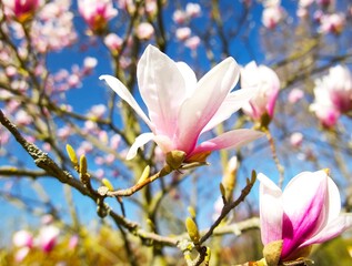 pink-white magnolia flower close-up on the background of a flowering tree on a sunny spring day