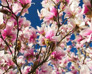 Obraz premium pink-white magnolia flowers background on a sunny day