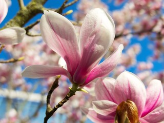 pink-white magnolia flower close-up on a sunny spring day