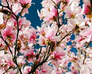 pink-white magnolia flowers background on a sunny day