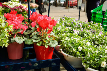 Cyclamen and viola tricolor flowerpots outside of florist shop. Springtime gardening. Paris, France