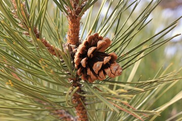 pine cones on a branch