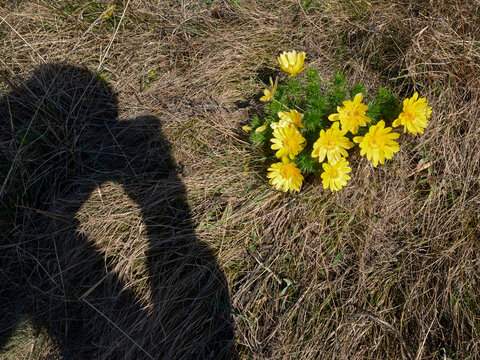 Spring Adonis yellow flowers and the photographer shadow as he photographs it outdoor - Powered by Adobe