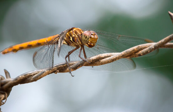 Close up of a dragonfly, portrait of a posing dragonfly, close up of anisoptera body, paleoptera