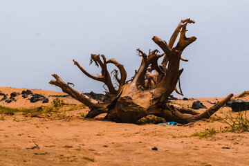 dead tree in the desert
