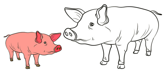 A pet, a pig. Black and white and color image. Coloring book for children. Vector drawing.